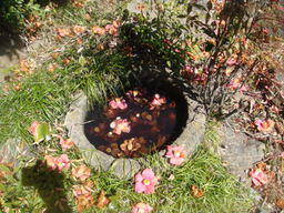 �{���Č����L