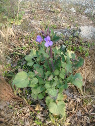 �{���Č����L