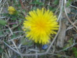 �{���Č����L