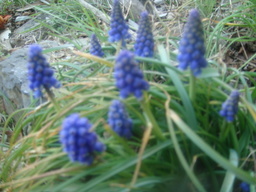 �{���Č����L