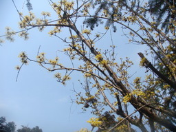 �{���Č����L