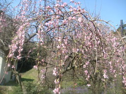 �{���Č����L