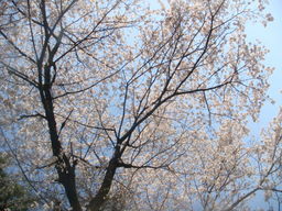 �{���Č����L