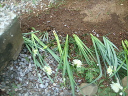 �{���Č����L