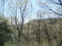 �{���Č����L