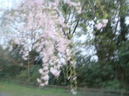 �{���Č����L