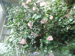 �{���Č����L