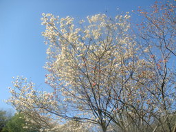 �{���Č����L