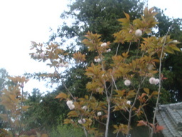 �{���Č����L