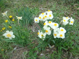 �{���Č����L