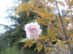 �{���Č����L