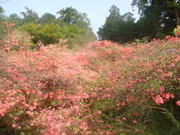 �{���Č����L