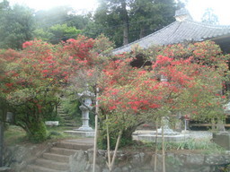 �{���Č����L