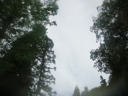 �{���Č����L