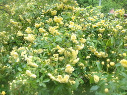 �{���Č����L