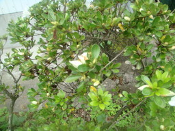 �{���Č����L