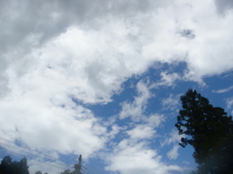 �{���Č����L