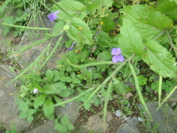 �{���Č����L