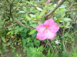 �{���Č����L