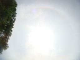 �{���Č����L