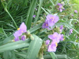 �{���Č����L