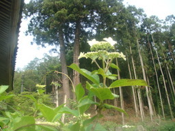 �{���Č����L