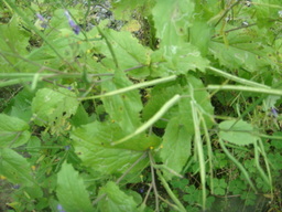 �{���Č����L