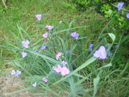 �{���Č����L