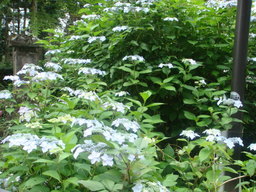 �{���Č����L