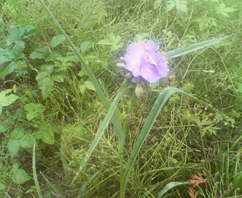 �{���Č����L