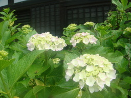 �{���Č����L