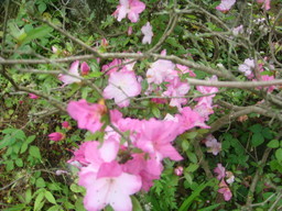 �{���Č����L