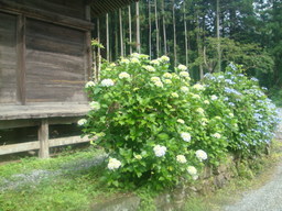 �{���Č����L