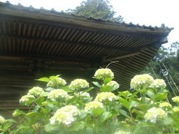 �{���Č����L