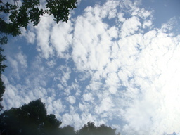 �{���Č����L