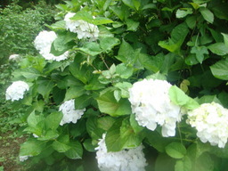 �{���Č����L