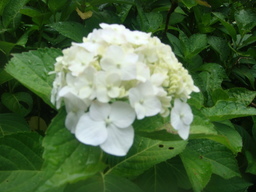 �{���Č����L