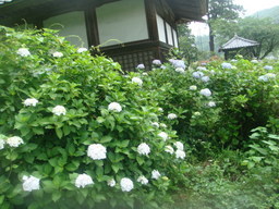 �{���Č����L