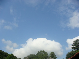 �{���Č����L