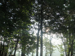 �{���Č����L