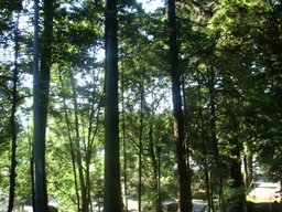 �{���Č����L