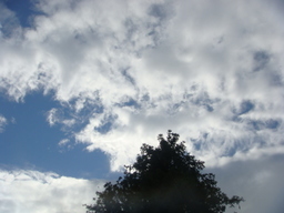 �{���Č����L