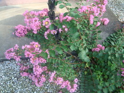 �{���Č����L