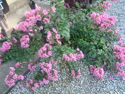 �{���Č����L