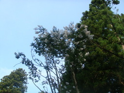 �{���Č����L