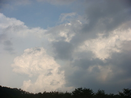 �{���Č����L