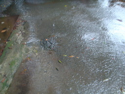 �{���Č����L