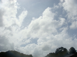 �{���Č����L