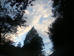 �{���Č����L