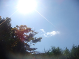 �{���Č����L